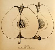 Kirsebæræble fra Tyrrestrup